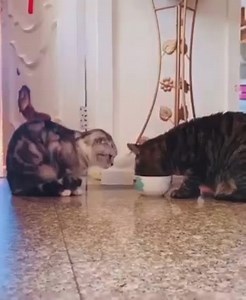 1.2K views · 22 reactions | Go to the Ant and LEARN Prov. 6:6. What can we human learn from this Animals? | Holy Spirit TV | Facebook