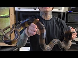 Bismarck ringed python laid eggs! 2025