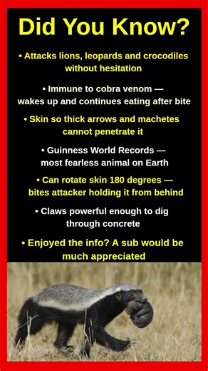 Shocking Facts About The Honey Badger Nobody Warns You About 🦡😱