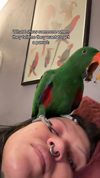 Warning: Free Hearing Damage Zone! Visit for a Parrot Adventure
