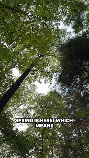 Springtime adventures await at #HockingHills! Sample gourmet local dishes, marvel at nature's beauty on the trails, participate in lively events, and so much more. Aren't you ready to make unforgettable memories? Dive deeper into what you can do at ExploreHockingHills.com!! | Explore Hocking Hills