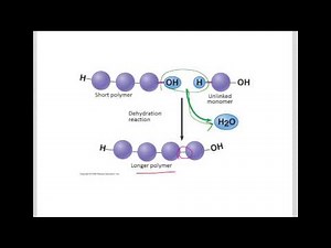 Dehydration Synthesis and Hydrolysis Reactions