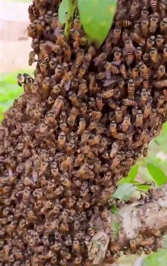 How to build a hive with a queen bee