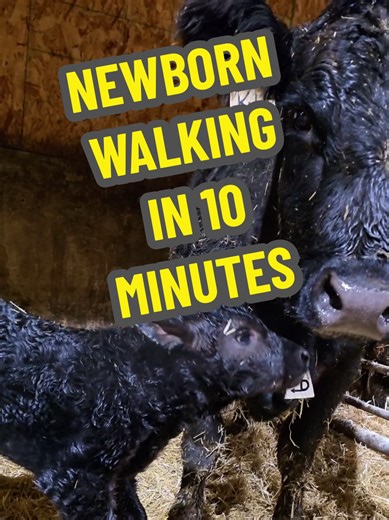 Cow and Newborn Calf. Up and running around in 15 minutes. #calf #newborn #cow