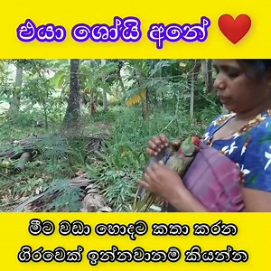 ශෝයි අනේ ❤️ | Live Show in Sri Lanka