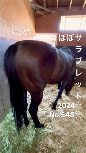 ☆オーソリティ☆ほぼサラブレッド2024☆No.548☆11月9日☆ #オーソリティ #authority #horse #馬 #サラブレッド #ノーザンホースパーク