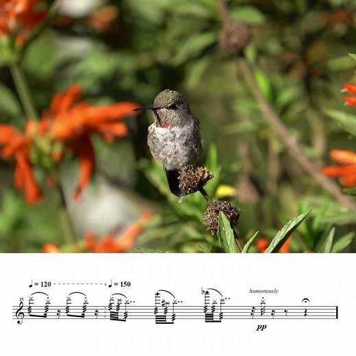 The Song of Hummingbirds Transcribed to Sheet Music