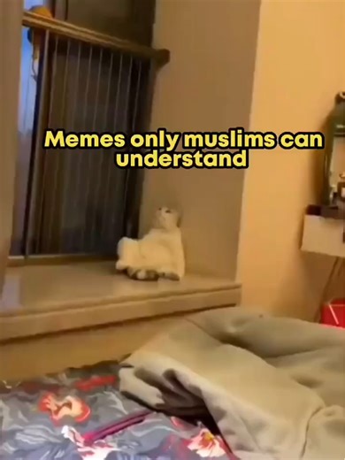 Arab cats are language friendly 😂ft.Arab#memes #arab #funny #hilarious #muslim #halal