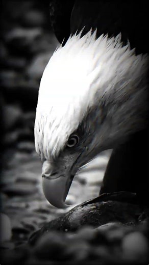 Attitude dialogue 📈🫵🥷👿🦅⚔️☢️☠️ ‼️ #shorts #viralreels #viralshorts #attitude_whatsapp_status.