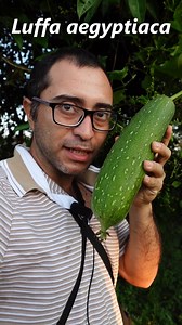 17K views · 314 reactions | Descubre la Luffa: Esponja Vegetal y...