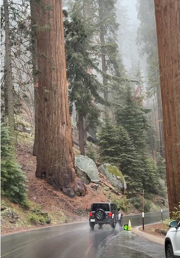 Sequoia National Park: Speechless in the Rain Among Giants