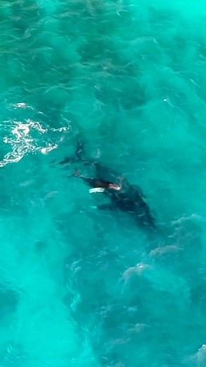 18K views · 655 reactions |  Humpback whales today near the resort! Book our Experience the Stay package and get a $100 daily credit, which can be applied to our new Whale Watching Kit at the Kona Pool Welcome Center that comes with binoculars, a plush whale toy and a whale brochure. Whale season runs through April 15th. Book at www.hiltonwaikoloavillage.com/specials | Hilton Waikoloa Village | Facebook