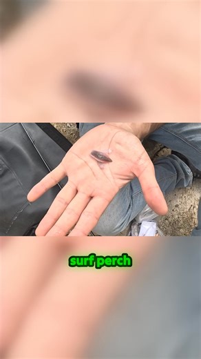 Best Hook Models & Rigging Tips for Surf Perch Fishing | Vince Goes Fishing