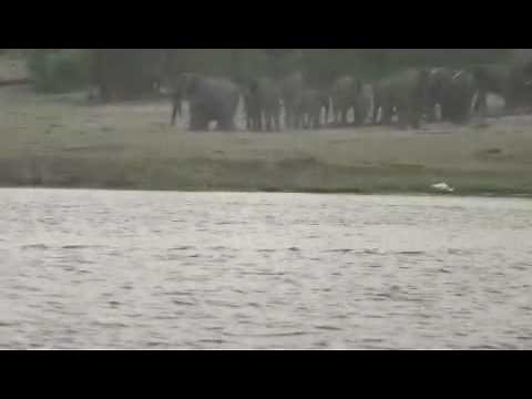 Crocodile attacks antelope chased into river by wild dogs