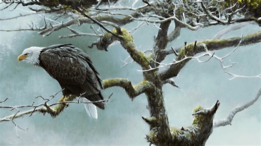 20K views · 1.5K reactions | Wildlife artist, Robert Bateman talks about his painting, "Bald Eagle in Alaska" | Robert Bateman | Facebook