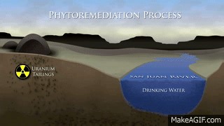 Phytoremediation Process on Make a GIF