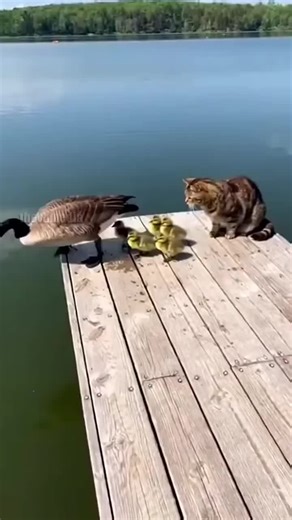 Self Defence (@selfdefence51)’s videos with Originalton - funnyvideos