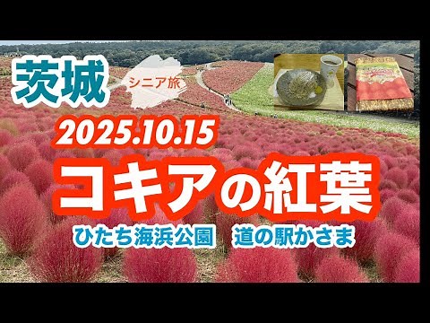 [コキア2025秋]国営ひたち海浜公園のコキアをみてきた/道の駅かさまのモンブラン(2025.10.15撮影)
