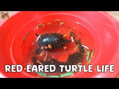 Calm Red eared Turtle eats - Relax and Chill Out 😌 Relax Video 5