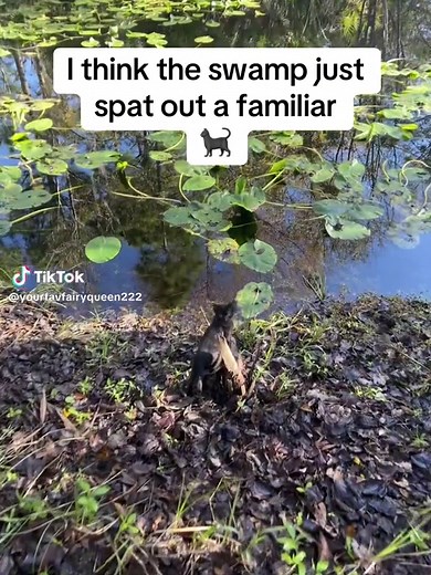 Exploring Swamp Witch Cats in Nature