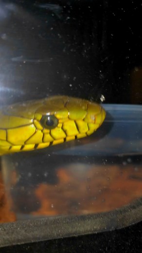 Meet Christina: The West African Green Mamba | Venomous Snake Species