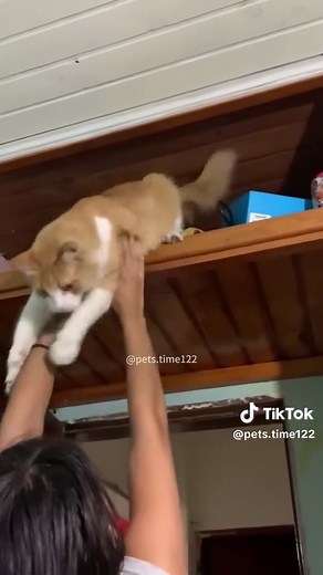 Orange Cat Behavior Explained: Funny Cats of TikTok Videos