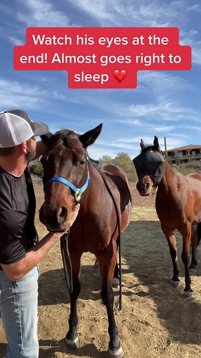 Sport Horse Chiropractic on TikTok