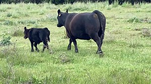Poss Deadwood Bull calf out of RRR Isabel R2638 at Rhoades Ranch, Cambria CA. R2638 is owned with Justin Lucero. CO. | Reverse Rocking R Ranch