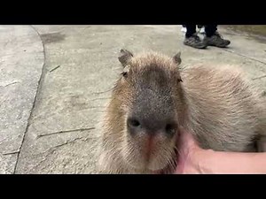 【LIVE】GWの動物園 スナネコ～カピバラ、エジプトガン