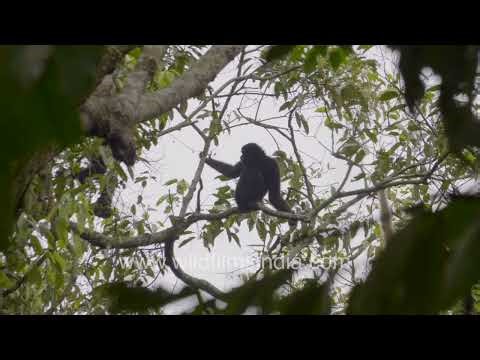 The sounds of Western Hoolock Gibbons playing among trees fill the Hollongapar Gibbon Sanctuary