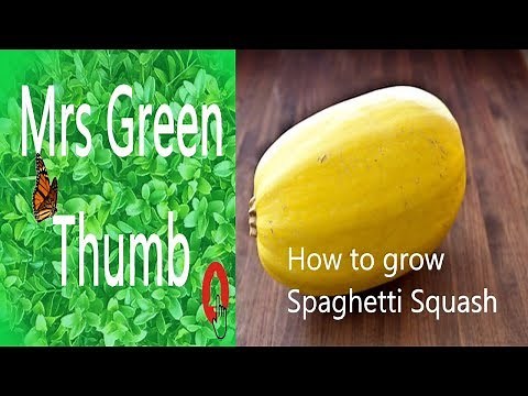 How to grow Spaghetti Squash-from seed to plant #organicgardening #spaghettisquash #gardening