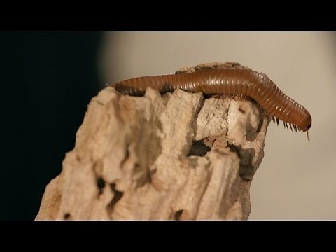 9 Florida Millipede Facts & Care Tips | Pet Tarantulas