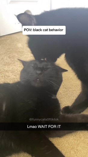 Funny Black Cat Videos Compilation