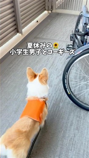Summer vacation is here 🌻😩 #corgi #corgi #dog #multiplecorgis #lifeasadogowner