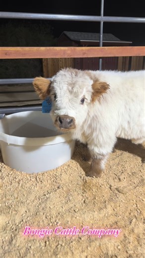 The Bougie Baby auction closes Sunday!! We have an open house at Bougie cattle Company on SATURDAY from 11-2,. Auction closes on Sunday.!! #godisgood #minicow #highlandcow #cowsofinstagram #hobbyfarm #minicows #farmanimals #highland #babycow .!! | Bougie Cattle Company