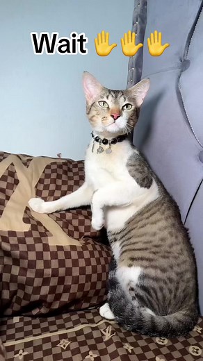 Waiiittttt #catsoftiktok #cat #catlover