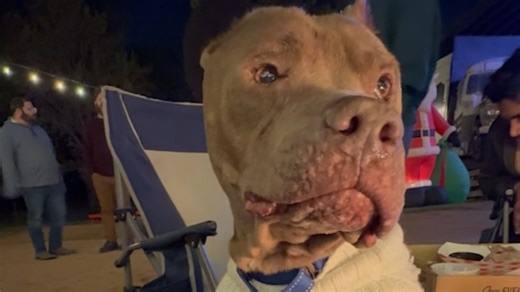 Dog chained for 13 years runs for first time We interviewed instagram.com/missyraewhite for this video produced exclusively by GeoBeats. Thanks Love And Puppy Paws Dog Rescue | GeoBeats Animals