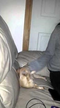 Dog humping girl's arm!!