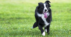 Veja 4 das melhores raças de cães de pastoreio