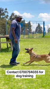 31K views · 577 reactions | Dog training at Baxton Dog Training Academy | Baxton DOG Training Academy | Facebook