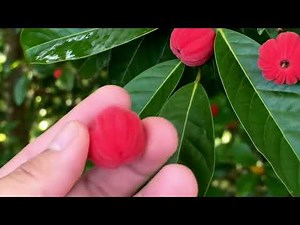 Blushwood Health - The Blushwood Berry