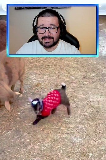 BABY GOATS PLAYING
