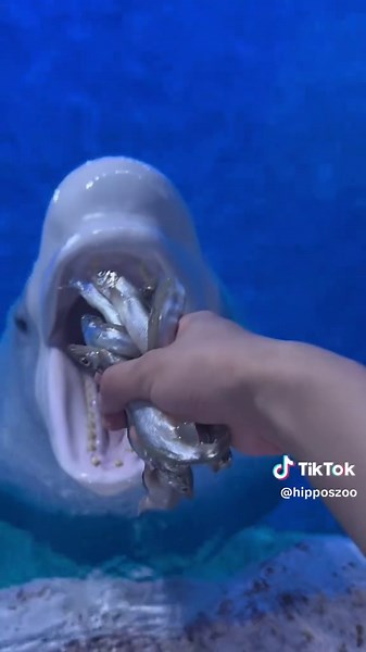 七哥喂食体验分享