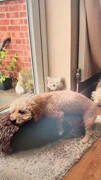Why Dogs Hump Things (It's Usually Not What You Think)