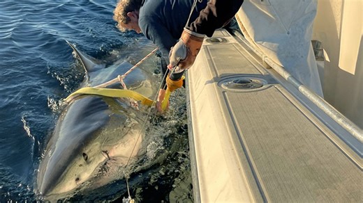 Main 'Contender' for world's largest great white shark emerges off East Coast