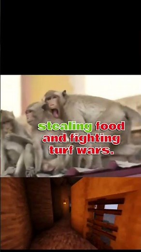 The Cursed Monkeys That Took Over a City.