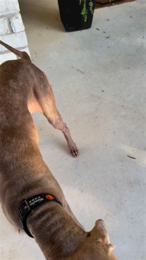 Got a video update of June (sweet girl from the valley) She is extremely sweet. Crate trained, dog friendly, cat friendly and comes when she’s called. Just has to get some weight on, get spayed and get those heart worms taken care of. In time, she will grow her hair back. She had Demodex. #weimaraner #weimrescue #weimrescueoftx #foster #adopt | Weimaraner Rescue of Texas
