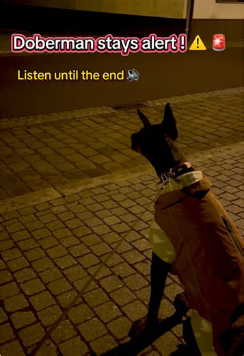 The Unmatched Loyalty and Protection of Dobermans