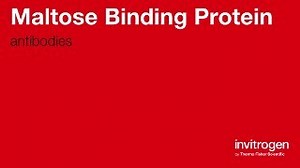 Maltose Binding Protein antibodies from Thermo Fisher Scientific