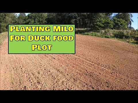 Planting the duck pond food plot in Milo! Waterfowl food plot ON!
